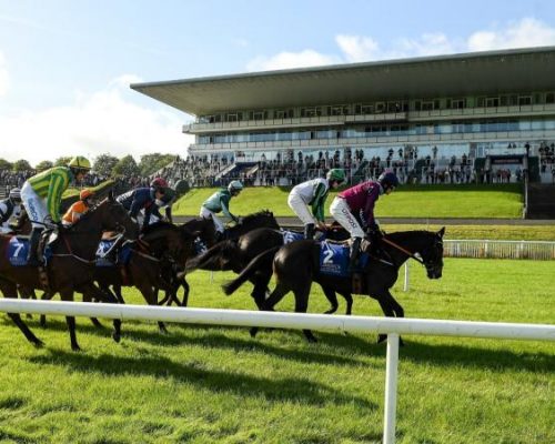Greyhound Racing Image