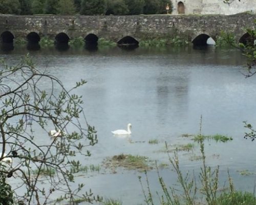 riverbank-walk-swans
