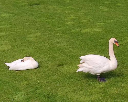 swans-in-adare