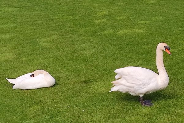 swans-in-adare